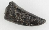 Serrated, Allosaurus Tooth - Colorado #35972-2